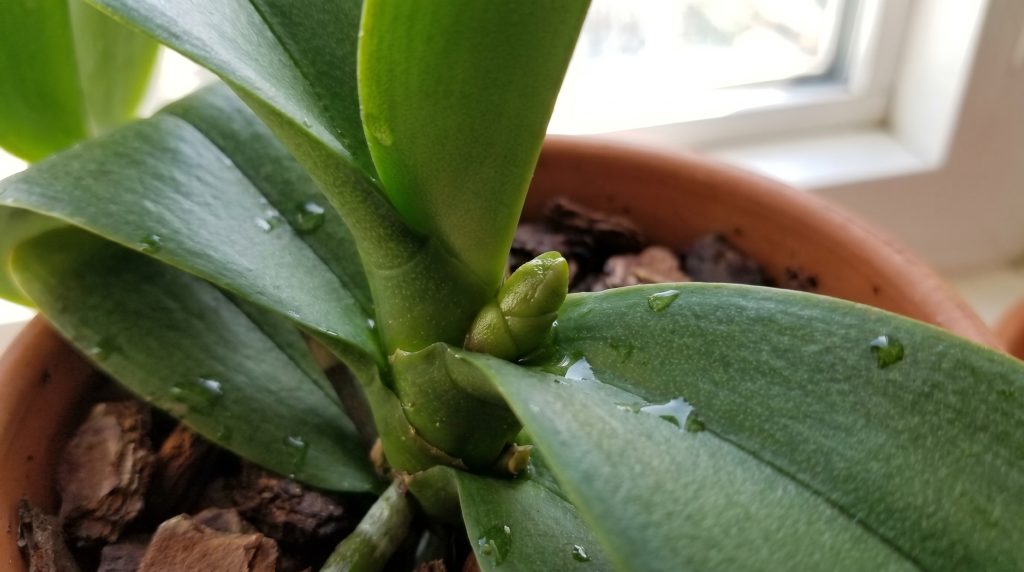 orchid care after flowers fall off